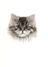 Catface
