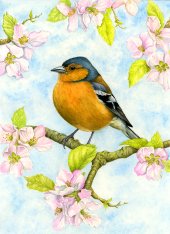 Chaffinch
