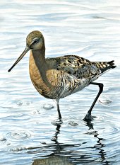 Godwit