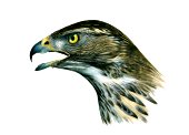 Goshawk