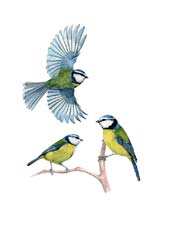 Blue Tits