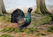 Capercaillie