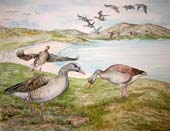 Greylag Geese