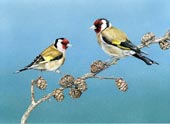 Goldfinches