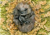 Hedgehog Baby