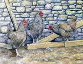 Hens