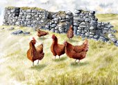 Hens