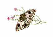 Moth