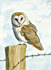 Barn Owl