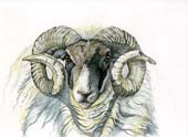 Ram