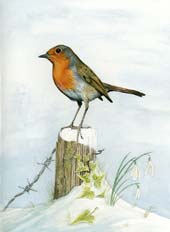 Robin