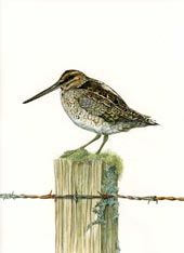 Snipe