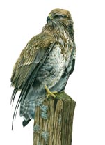 Buzzard