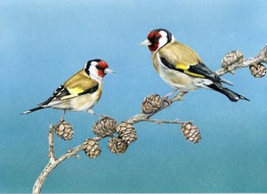 Goldfinches