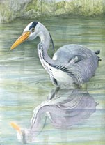 Heron