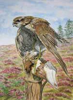 Sparrowhawk