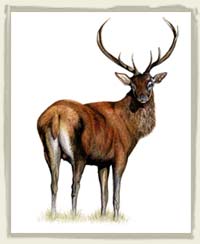 stag